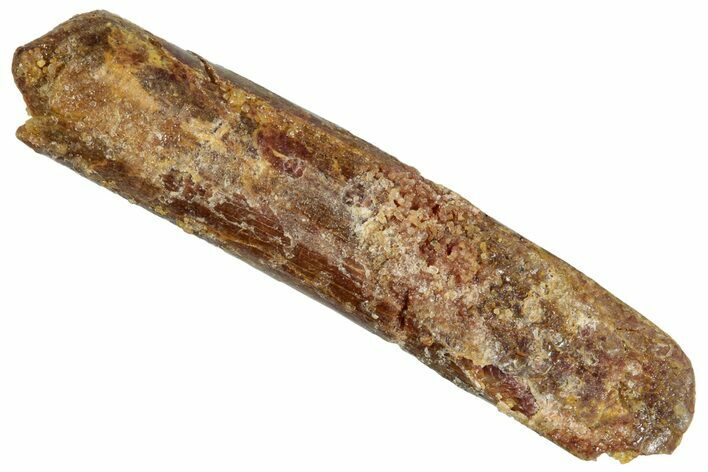 Fossil Sauropod Dinosaur (Rebbachisaurus) Tooth - Morocco #267317